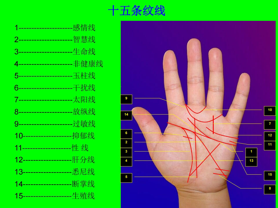 栾氏全息掌纹诊病课件（34张图片版）PDF文件176页